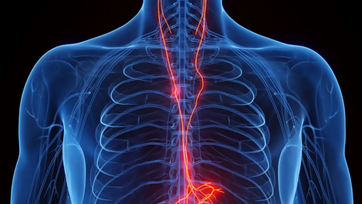 Vagus Nerve Support